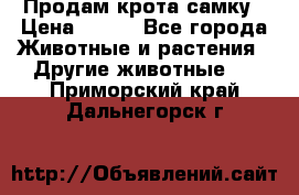 Продам крота самку › Цена ­ 200 - Все города Животные и растения » Другие животные   . Приморский край,Дальнегорск г.